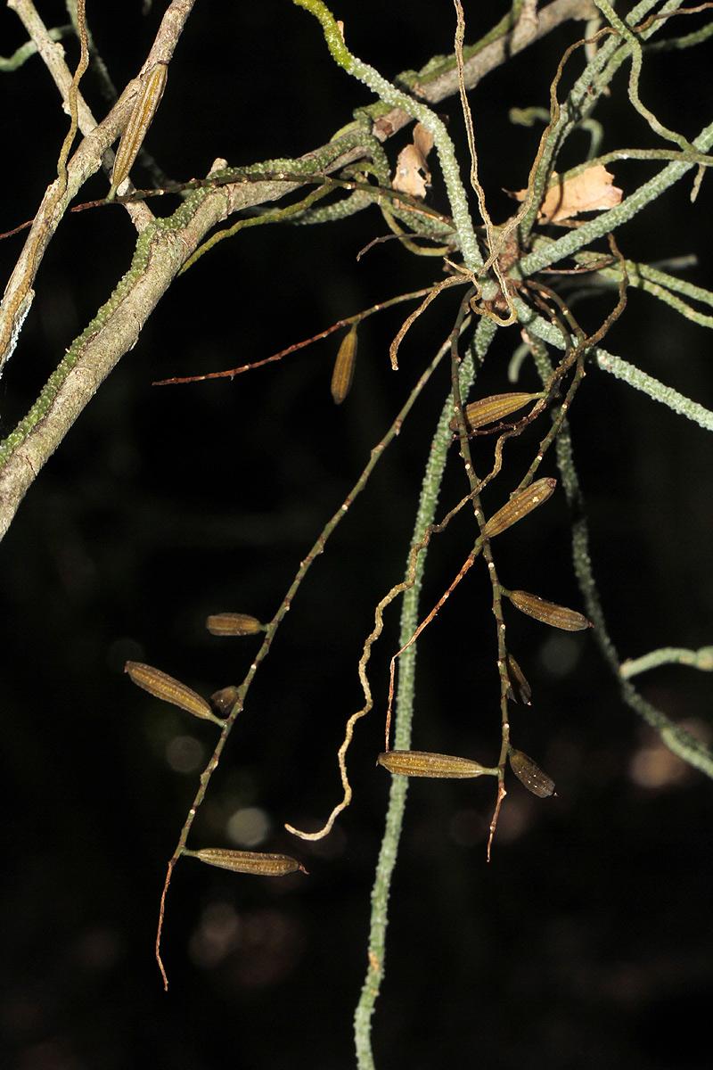 Microcoelia megalorrhiza