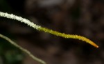 Microcoelia megalorrhiza