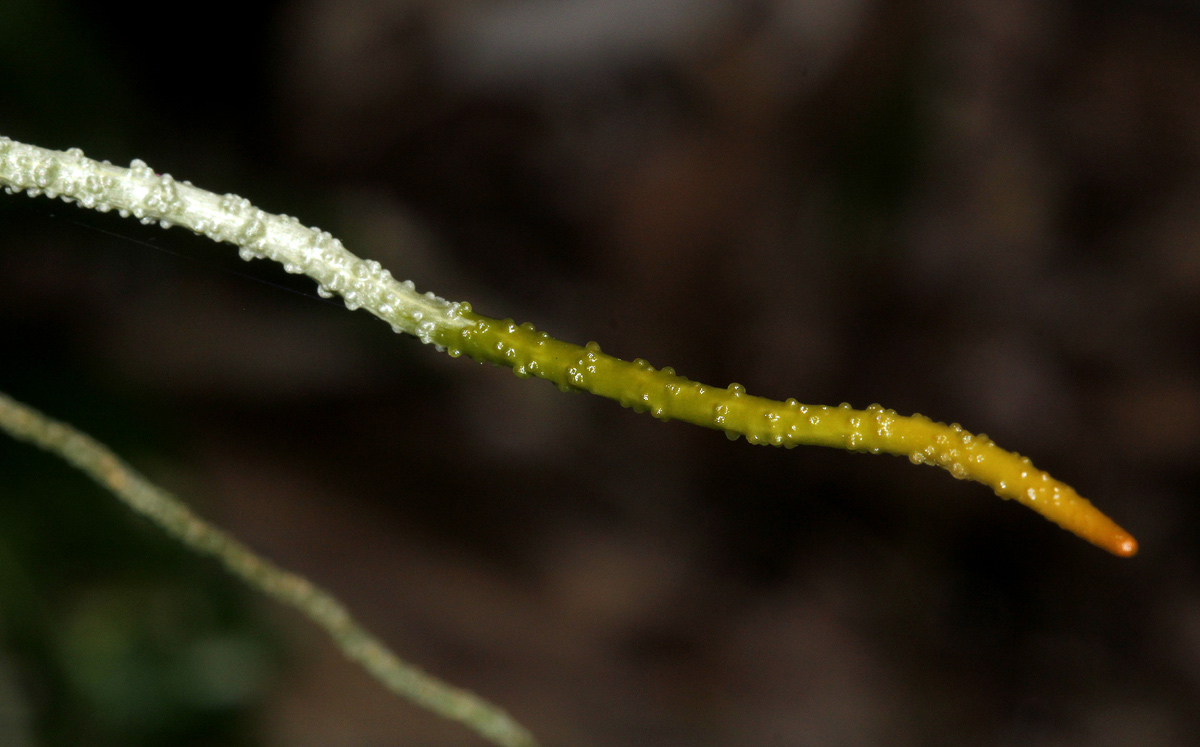 Microcoelia megalorrhiza