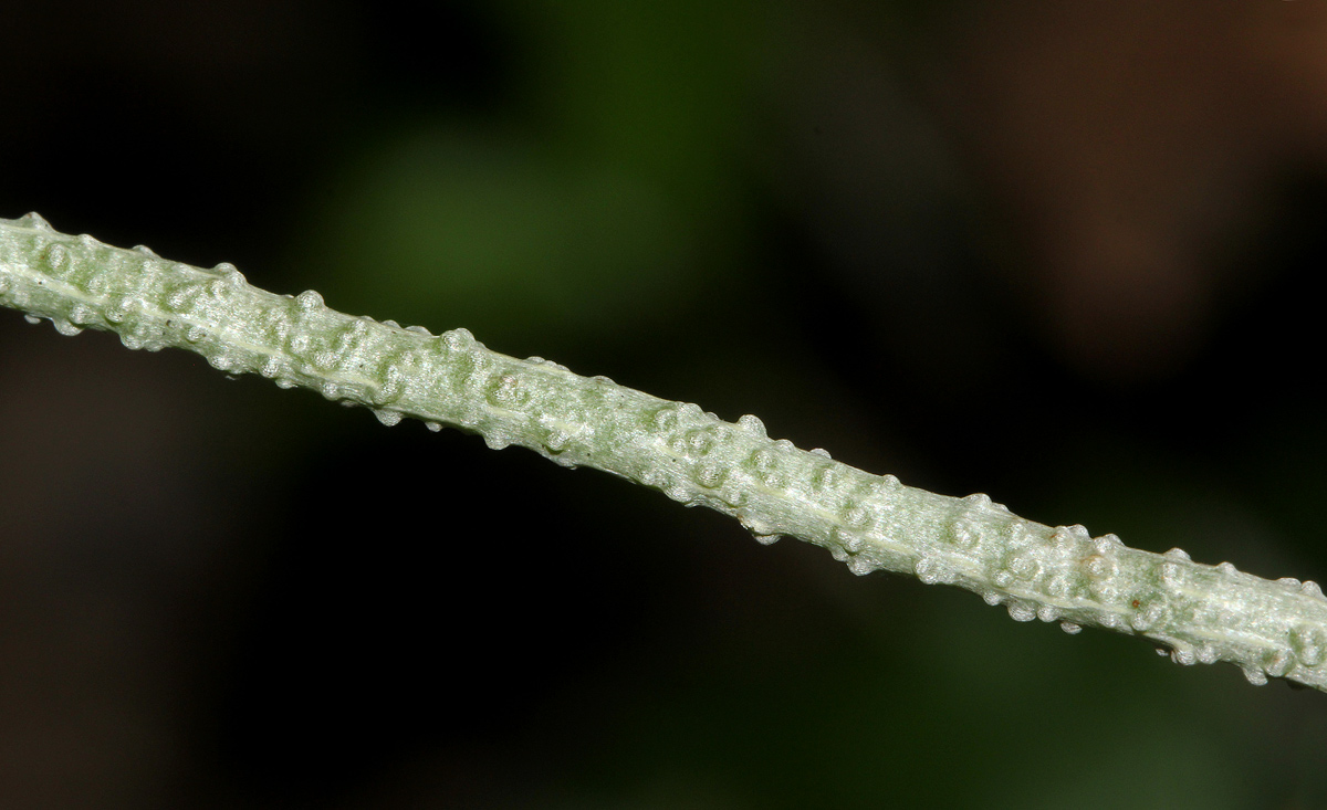 Microcoelia megalorrhiza