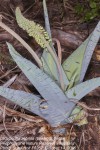 Ledebouria zebrina