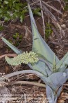 Ledebouria zebrina