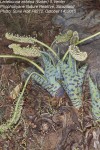 Ledebouria zebrina