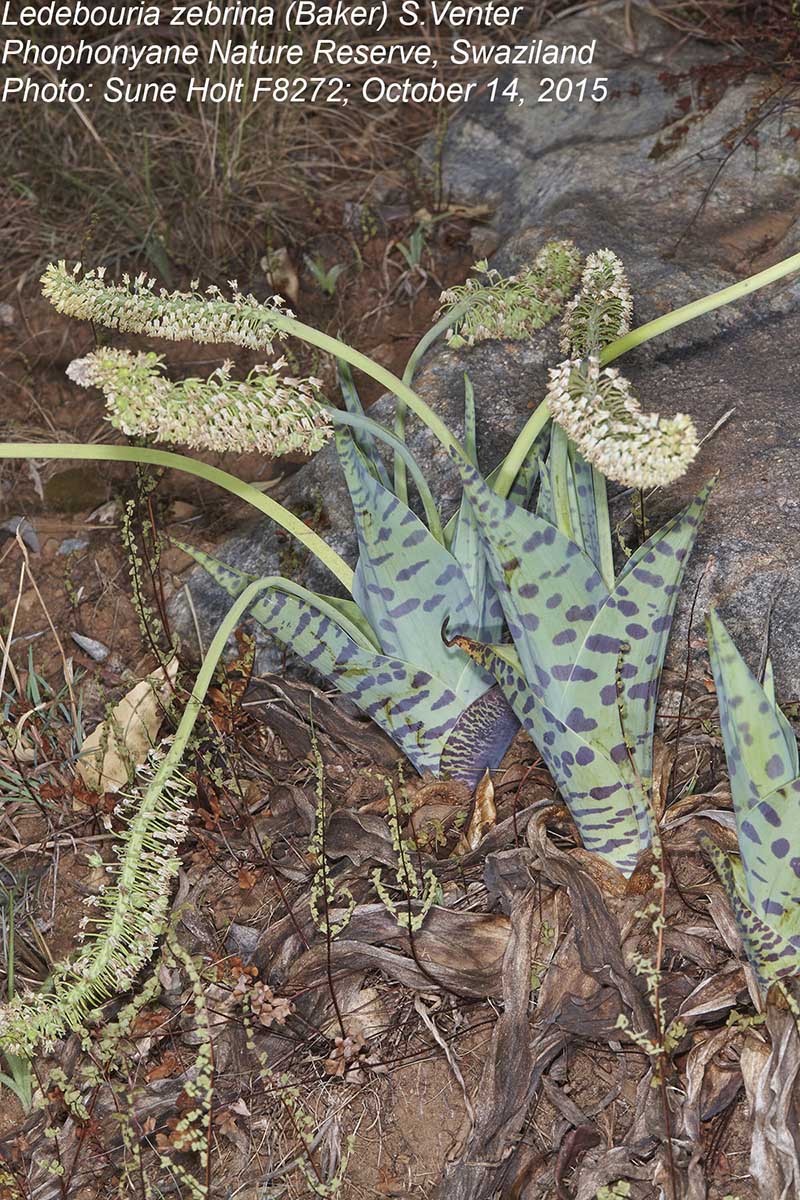 Ledebouria zebrina