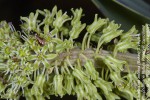 Ledebouria zebrina