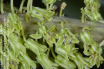 Ledebouria zebrina