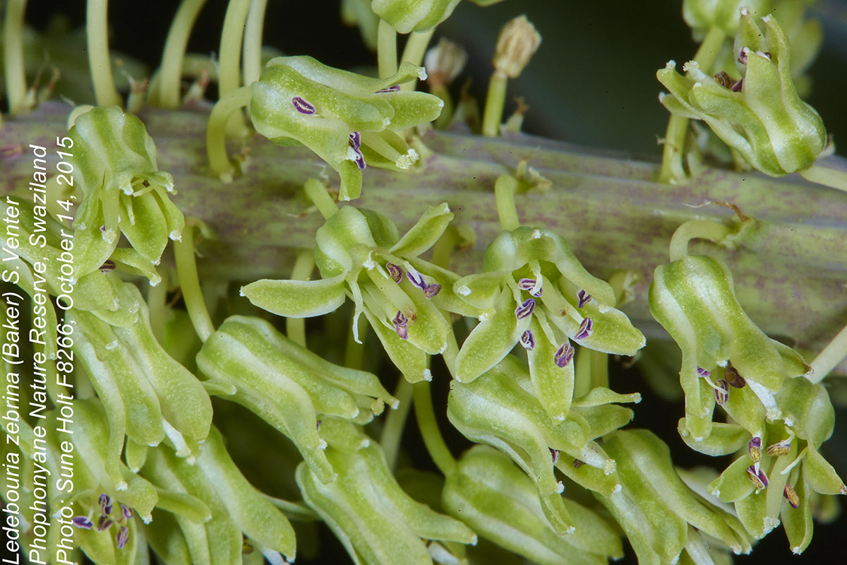 Ledebouria zebrina