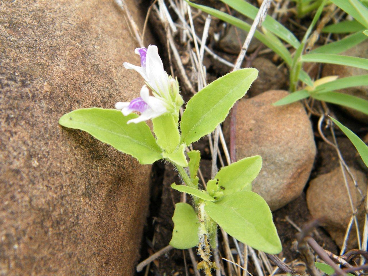 Asystasia retrocarpa