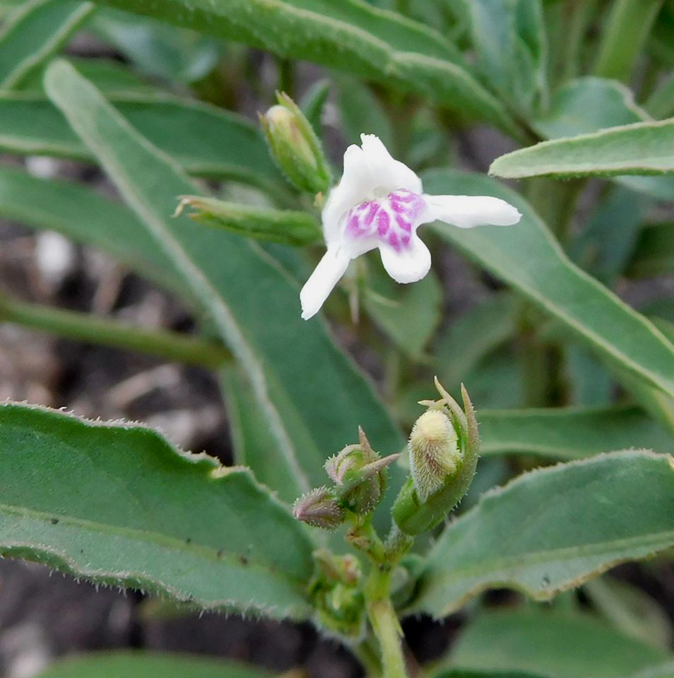 Asystasia retrocarpa