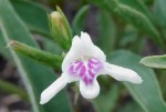 Asystasia retrocarpa