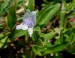 Asystasia retrocarpa