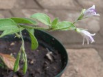 Asystasia retrocarpa