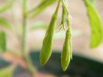 Asystasia retrocarpa