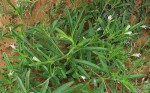 Asystasia retrocarpa
