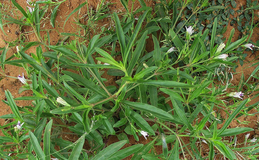 Asystasia retrocarpa