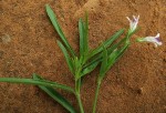 Asystasia retrocarpa