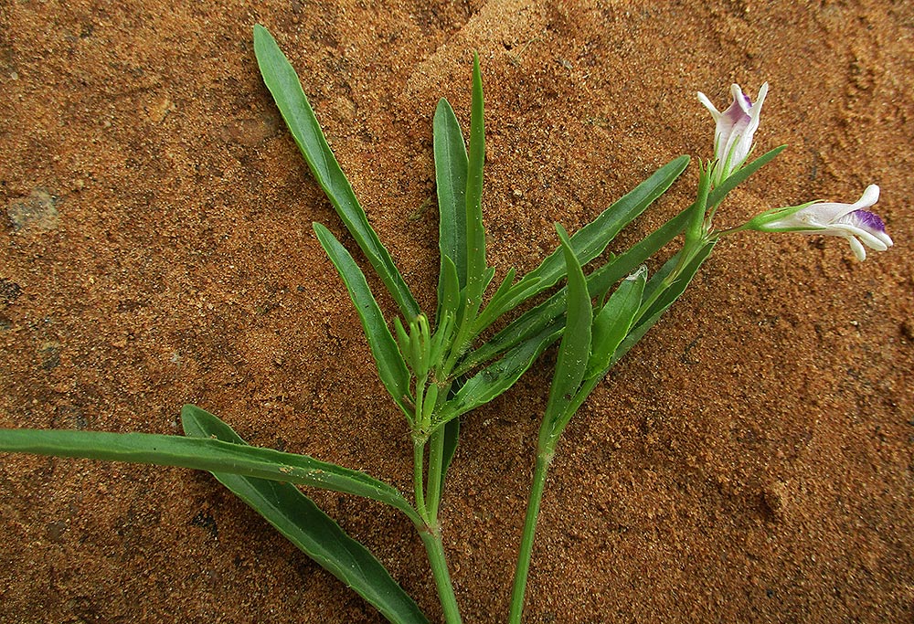 Asystasia retrocarpa