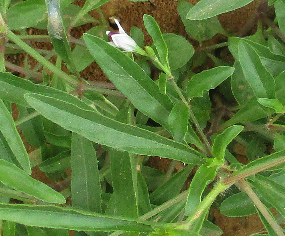 Asystasia retrocarpa