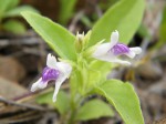 Asystasia retrocarpa