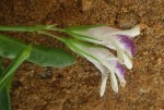 Asystasia retrocarpa