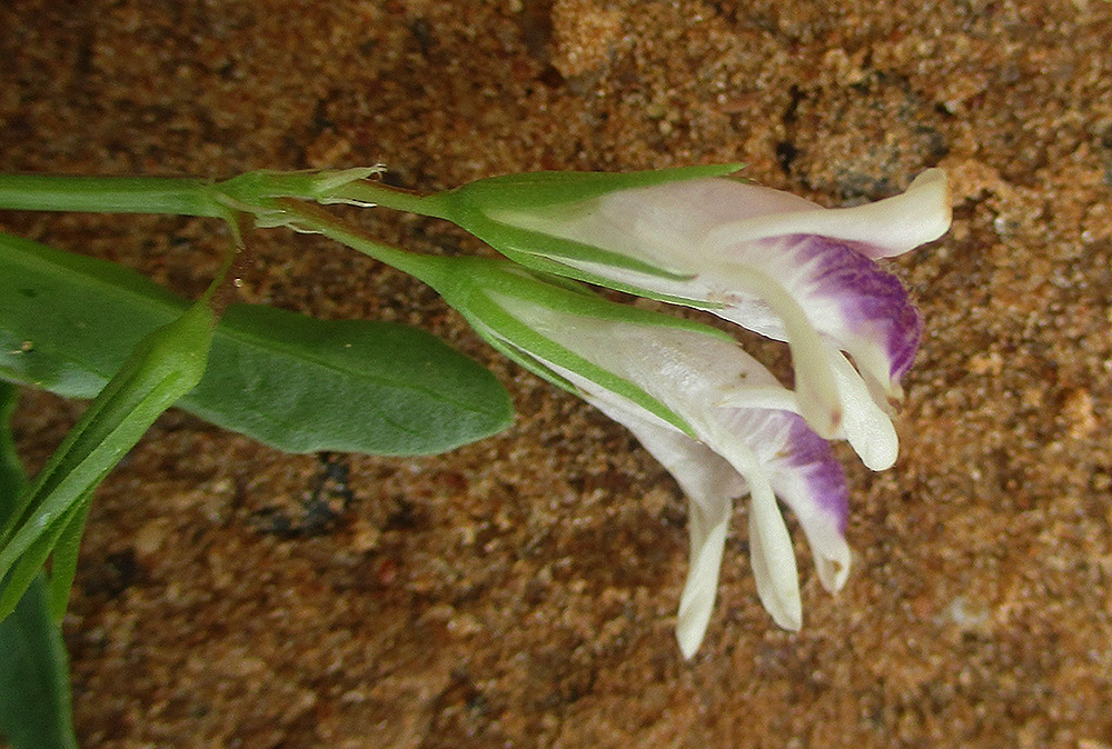 Asystasia retrocarpa