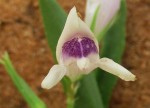 Asystasia retrocarpa