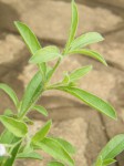 Asystasia retrocarpa