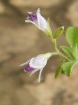 Asystasia retrocarpa