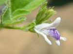 Asystasia retrocarpa