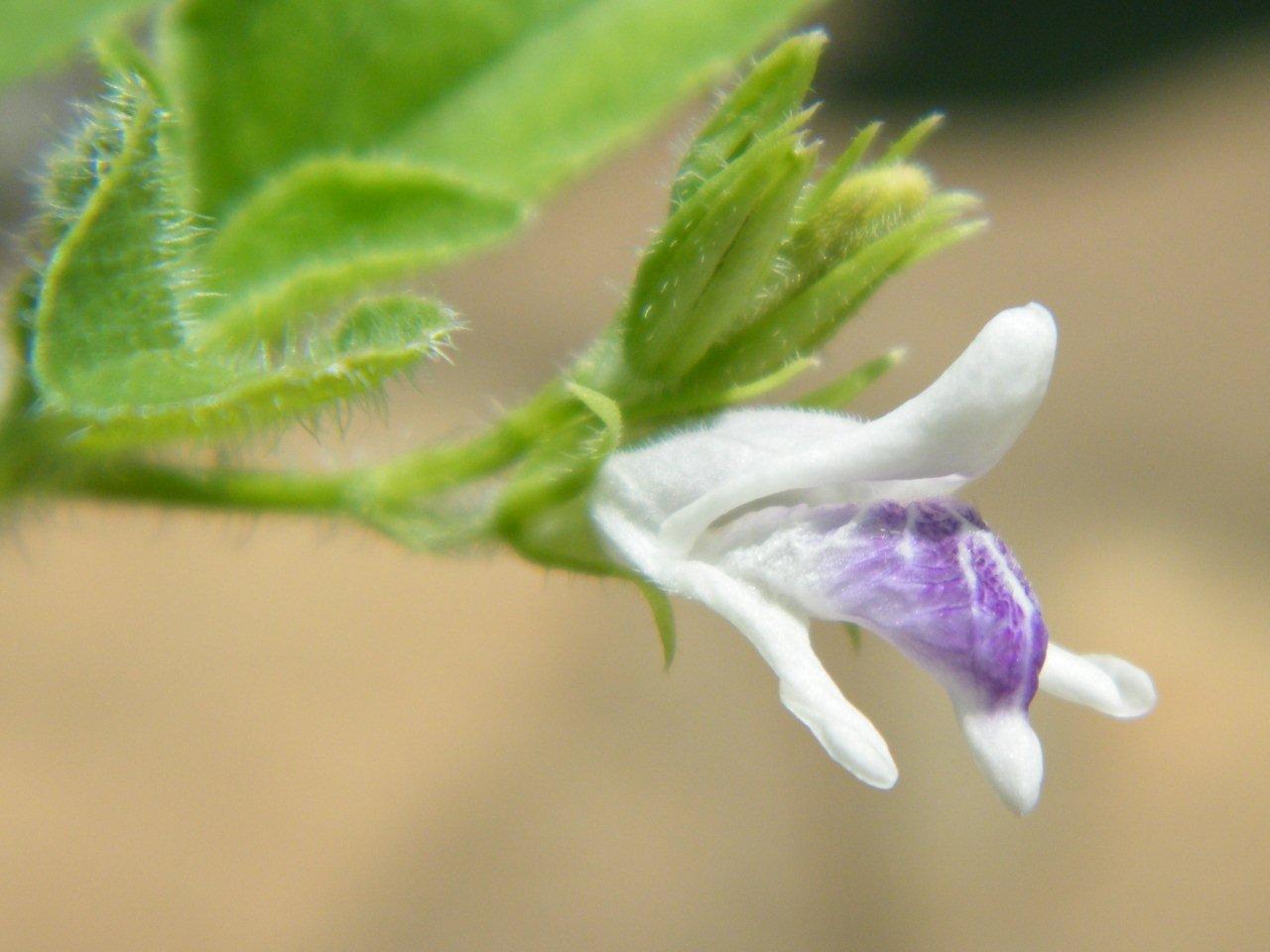 Asystasia retrocarpa