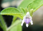 Asystasia retrocarpa