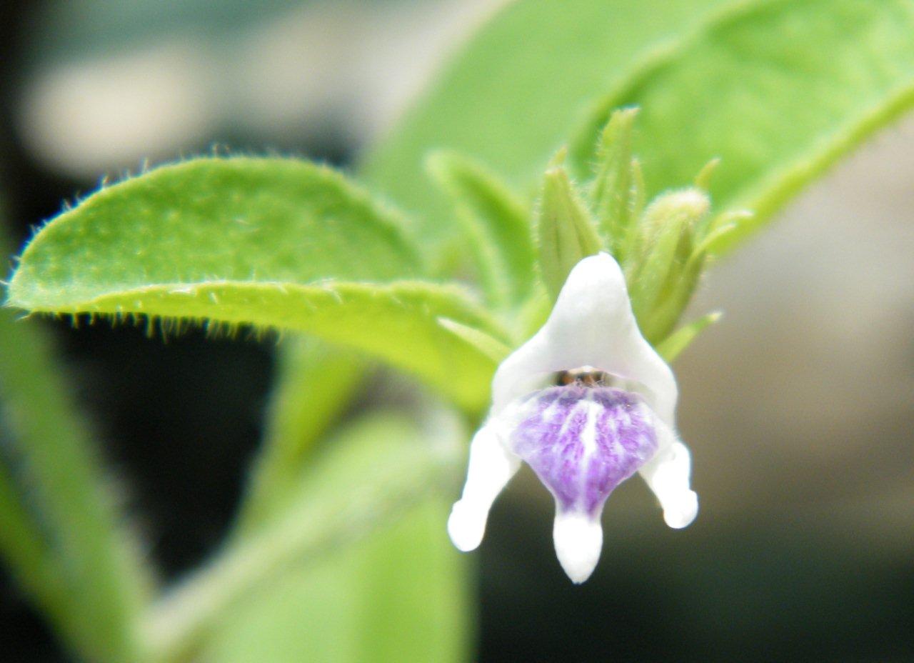 Asystasia retrocarpa