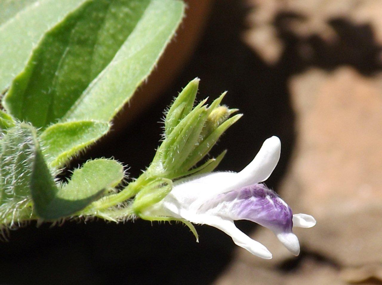 Asystasia retrocarpa