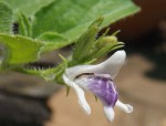 Asystasia retrocarpa