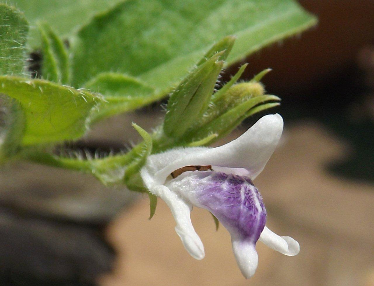Asystasia retrocarpa