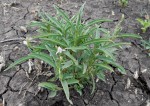 Asystasia retrocarpa