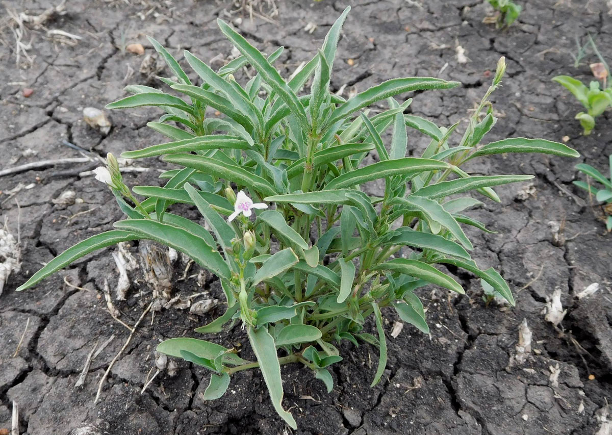 Asystasia retrocarpa