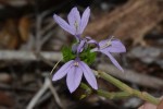 Ecbolium hastatum