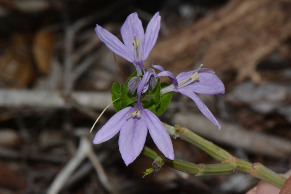 Ecbolium hastatum