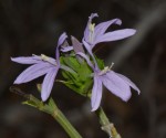 Ecbolium hastatum