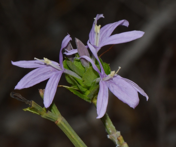 Ecbolium hastatum