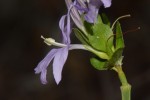 Ecbolium hastatum