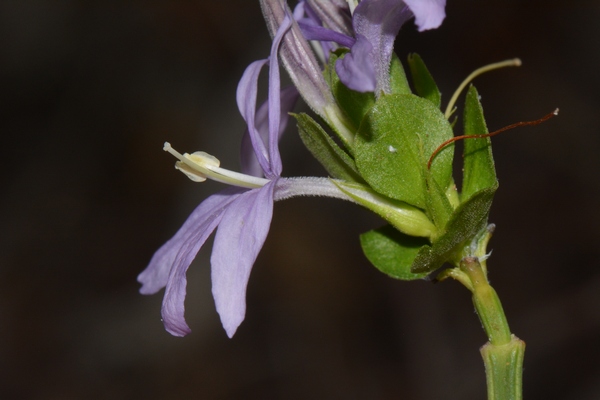 Ecbolium hastatum