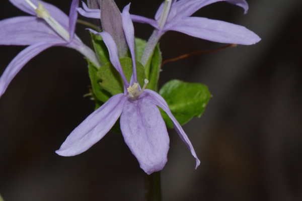 Ecbolium hastatum