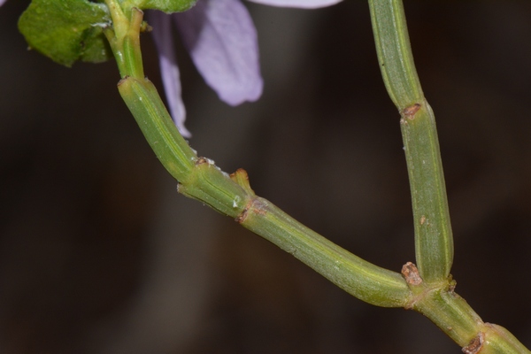 Ecbolium hastatum