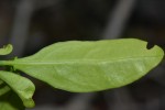 Ecbolium hastatum