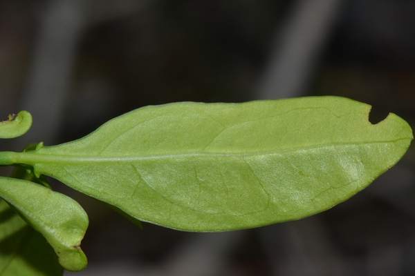 Ecbolium hastatum