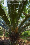 Encephalartos paucidentatus