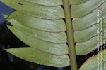 Encephalartos paucidentatus