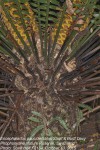 Encephalartos paucidentatus